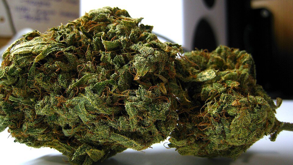 Gelato #41 — hybrid cannabis flower from Greens Karing Kind, Los Angeles