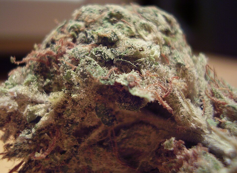 Girl Scout Cookies — hybrid cannabis flower from Greens Karing Kind, Los Angeles