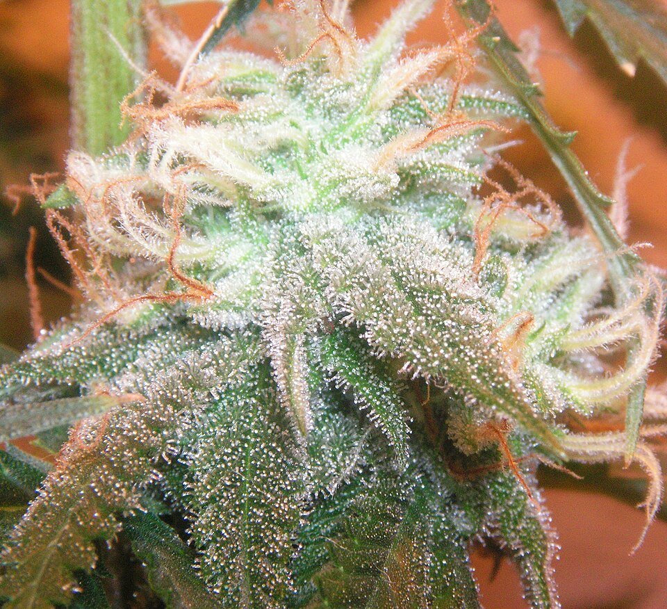 Maui Wowie — sativa cannabis flower from Greens Karing Kind, Los Angeles
