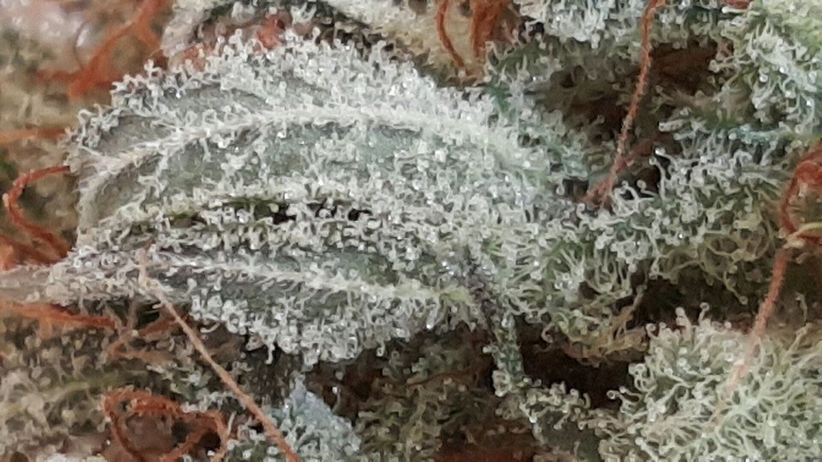 LA Confidential — indica cannabis flower from Greens Karing Kind, Los Angeles