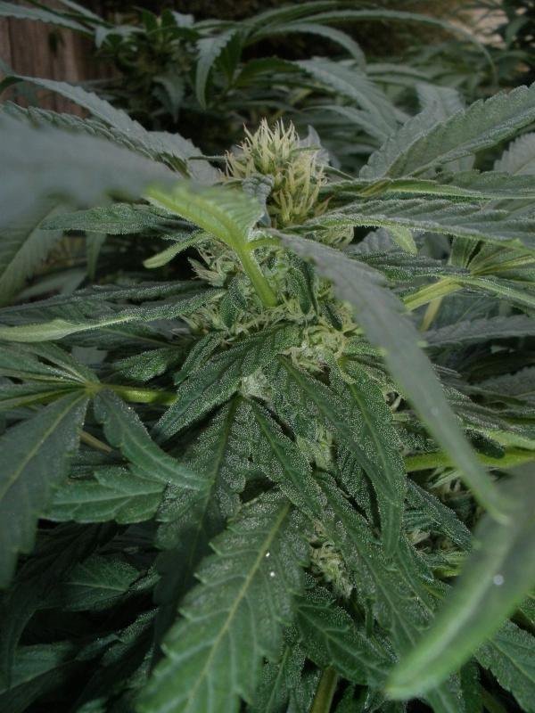 Skywalker OG — indica cannabis flower from Greens Karing Kind, Los Angeles