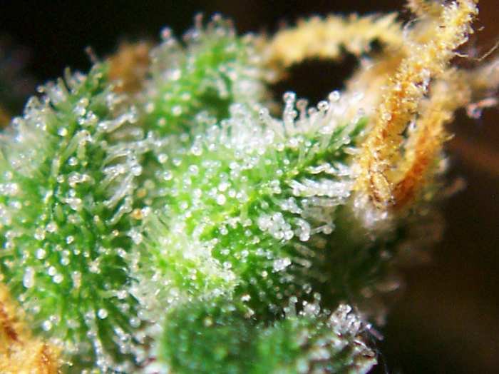 Starter Bundle - Hybrid — hybrid bundles from Greens Karing Kind, Los Angeles