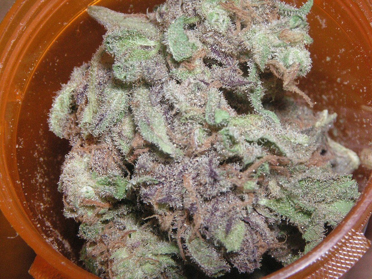 Purple Punch — indica cannabis flower from Greens Karing Kind, Los Angeles