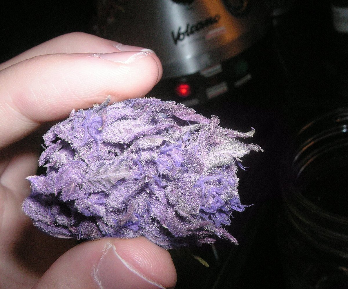 Zkittlez — indica cannabis flower from Greens Karing Kind, Los Angeles