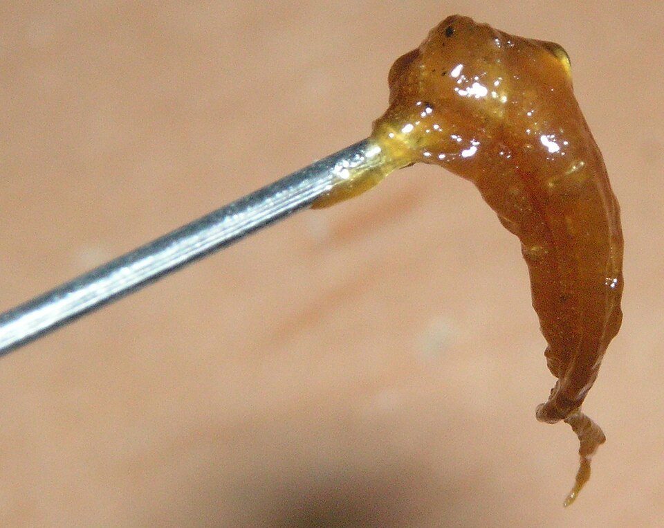 Live Butter - Bubba Kush — indica concentrates from Greens Karing Kind, Los Angeles